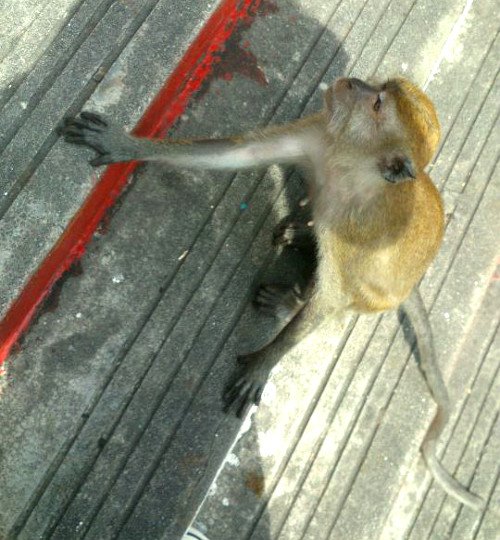 Batu Cave Monkey
