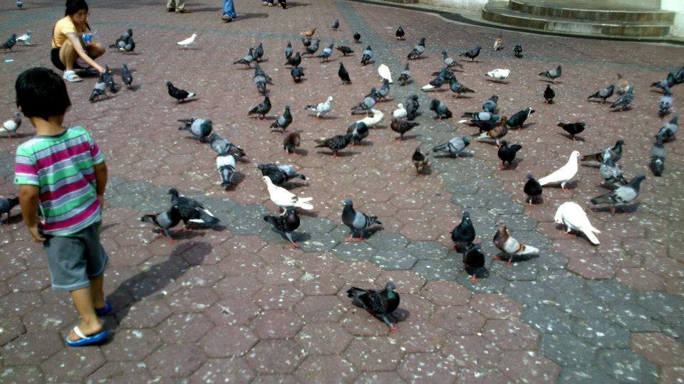 Batu Caves Pigeons