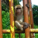Malaysian Monkey