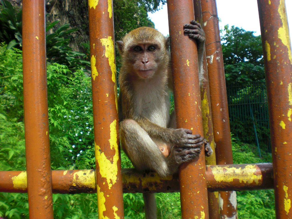 Malaysian Monkey
